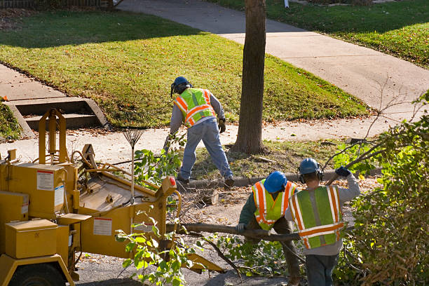 Tree and Shrub Care in Crown Heights, NY