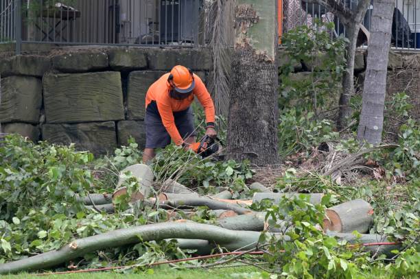 Professional Tree Services in Crown Heights, NY